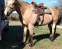 rehome-gelding