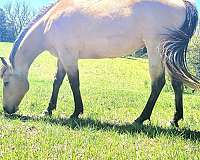 big-boy-quarter-horse