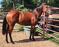 breeding-ranch-mare-broodmare