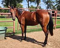 great-ranch-filly