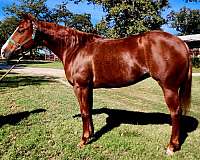 quarter-horse-mare