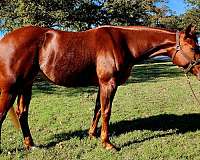 quarter-horse-for-sale