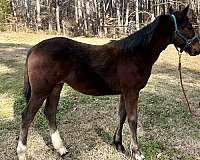 aqha-filly-friesian-horse