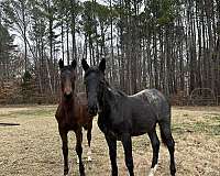 middle-tn-friesian-horse