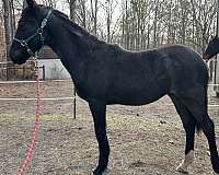 all-around-friesian-horse