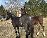 athletic-friesian-horse