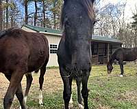 breeding-friesian-horse