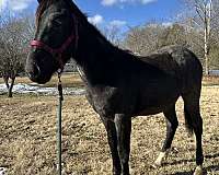 athletic-friesian-horse