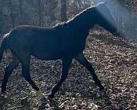 breeding-friesian-horse