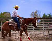 ranch-versatility-quarter-horse