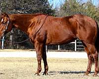 athletic-quarter-horse