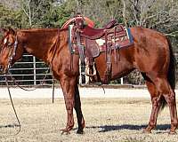 auction-quarter-horse