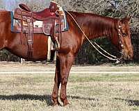 all-around-quarter-horse