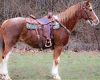 all-around-kentucky-mountain-horse