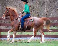 beginner-kentucky-mountain-horse