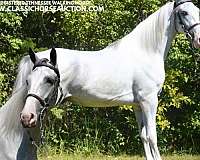 bow-tennessee-walking-horse