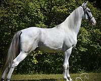 has-coggins-tennessee-walking-horse