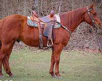 all-around-quarter-horse