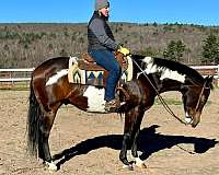 bay-roan-yout-horse