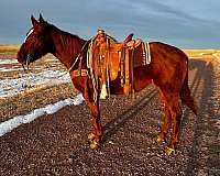 sorrel-white-heel-horse