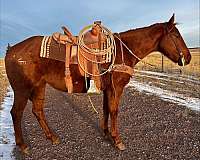 sorrel-white-ranch-work-horse