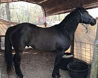 quarter-horse-for-sale