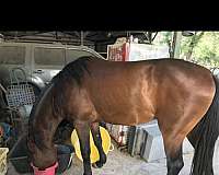 quarter-horse-for-sale