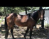 quarter-horse-gelding