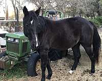 quarter-horse-for-sale