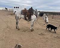 ranch-versatility-quarter-horse