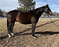 brown-quarter-horse-gelding