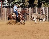 dual-reyish-for-sale-quarter-horse