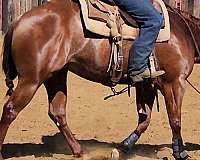 cutter-for-sale-quarter-horse