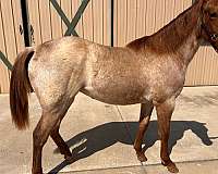 red-roan-roan-rmha-horse