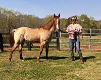 rocky-mountain-horse-for-sale