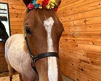 red-roan-roan-filly-yearling