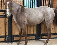 red-roan-roan-horse-for-sale