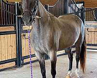 red-roan-roan-horse