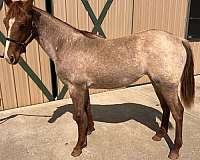 red-roan-roan-rmha-filly-yearling