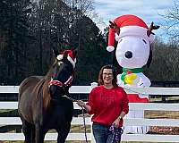 breeding-ridden-western-kentucky-mountain-horse