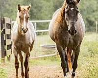 blue-roan-breeding-ridden-western-horse