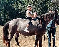 red-roan-breeding-ridden-western-horse