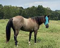 roan-kentucky-mountain-broodmare