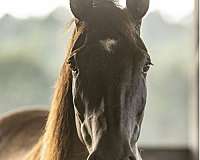 roan-breeding-ridden-western-horse