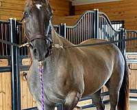 blue-roan-white-socks-horse