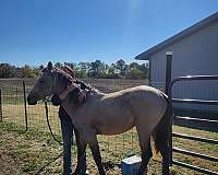 cremello-aqha-filly-yearling