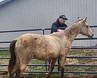 cremello-aqha-filly-yearling