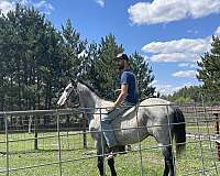 quarter-horse-gelding