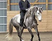 drill-team-lusitano-horse