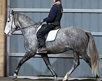 field-trial-lusitano-horse